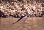 Lake Baringo