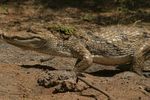 Lake Baringo