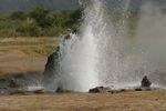 Lake Bogoria NP