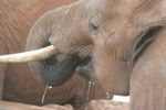 Tsavo NP