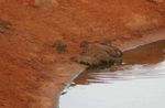 Tsavo NP
