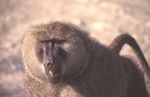Marsabit NP