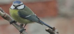 Blaumeise