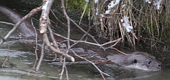 Fischotter