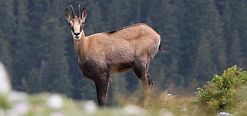 G&auml;mse