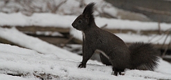 Tiere