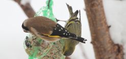V&ouml;gel H - R